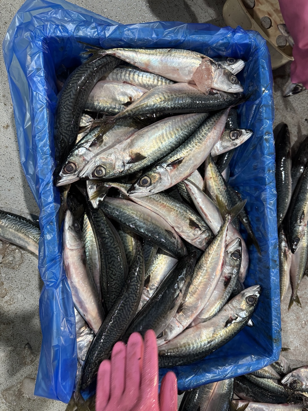 Mackerel
