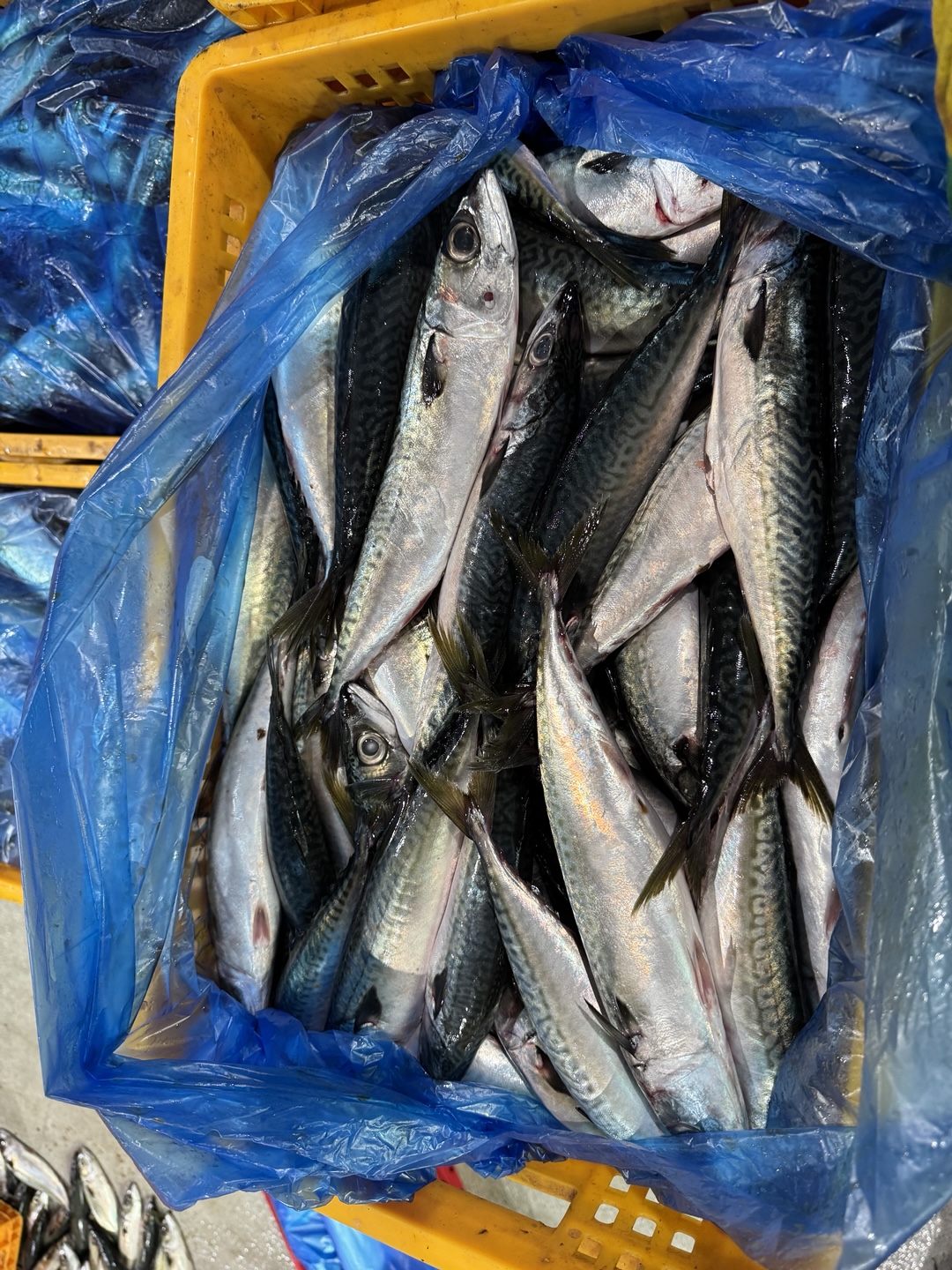 Mackerel