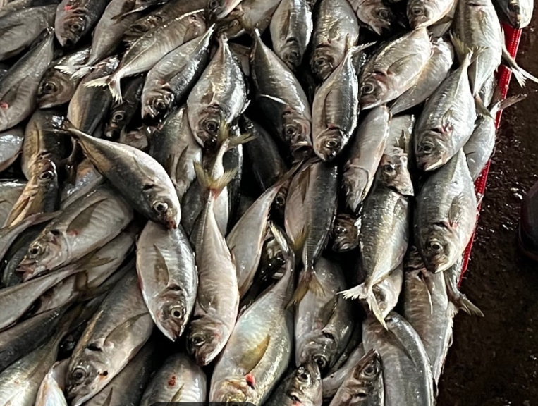 Horse Mackerel