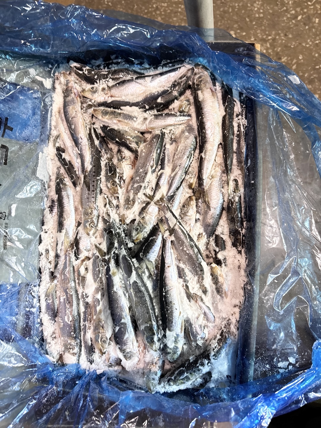 Sardine